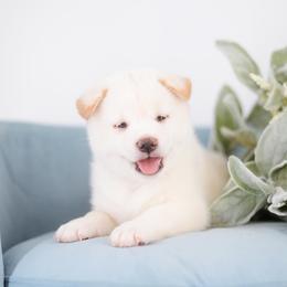 Akito - Cream Boy - Cream male Shiba Inu puppy in Neosho, Missouri from Sunny Terrace Shibas