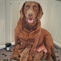 Chesapeake Bay Retriever Puppies from Shore Acres Chesapeakes