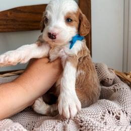 Beau - Blue collar boy - Red  male Goldendoodle puppy in Ruthorfordton, North Carolina from Duncan Doodles Goldendoodles