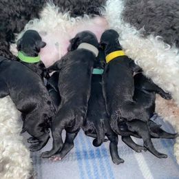 Poodle Puppies from Northern Skye Poodles