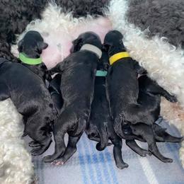 Poodle Puppies from Northern Skye Poodles