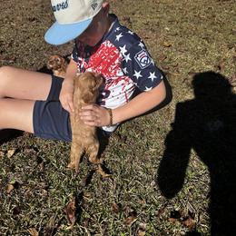 Cavalier King Charles Spaniel Puppies from Sweet Southern Cavaliers and Frenchies