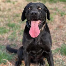 Kuma - Labrador Retriever