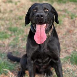 Kuma - Labrador Retriever