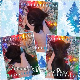 Nicholas - Black and tan male Yorkshire Terrier puppy in Wartburg, Tennessee from Amanda's Precious Pups