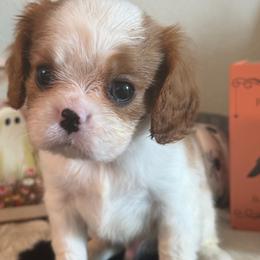 Riley - Blenheim male Cavalier King Charles Spaniel puppy in Kidder, South Dakota from Continental Cavaliers