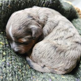 Bernedoodle Puppies from Whispering Aspen Homestead