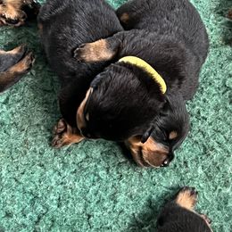 Rottweiler Puppies from Dragonstar Rottweilers