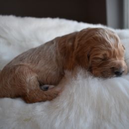 Goldendoodle Puppies from Wild Blum Doodles