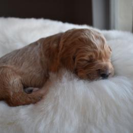 Goldendoodle Puppies from Wild Blum Doodles