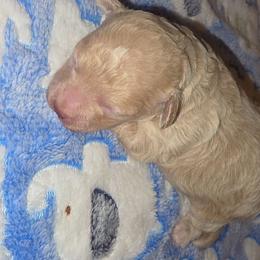 Theo - Apricot male Maltipoo puppy in Cottageville, South Carolina from Mandy's Yorkie's , Yorkiepoo's & Maltipoo's