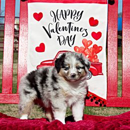 Miniature Australian Shepherd Puppies from Sand Dollar Aussies