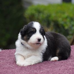 Blue - Black tri-color female Australian Shepherd puppy in Pilot, Virginia from Obsidian Australian Shepherd