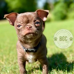Quill - Chocolate and white male Chihuahua puppy in Forsyth, Georgia from Brooks Grove Canines LLC