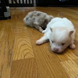 Bruce - Cream parti male Pomeranian puppy in Randleman, North Carolina from Luxurious Poms