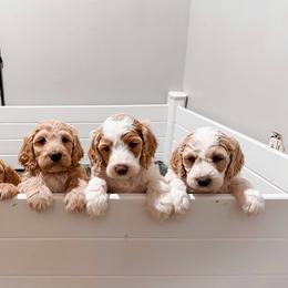 Goldendoodle puppies from Nottaway Doodles