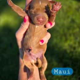 Maui - male Cavapoochon puppy in Bullard, Texas from Cavapoochon Central LLC