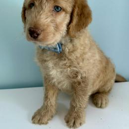 Aussiedoodle and Labradoodle Puppies from Doodles on Duty