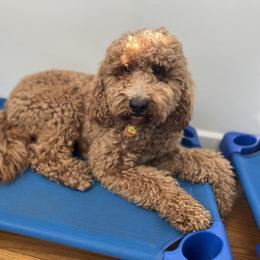 Sparks - Sheepadoodle