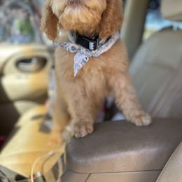 Aussiedoodle, Poodle, and Saint Berdoodle Puppies from Remington Kennels, LLC