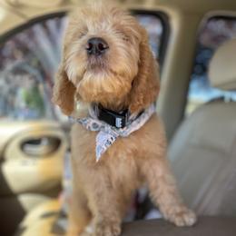 Aussiedoodle, Poodle, and Saint Berdoodle Puppies from Remington Kennels, LLC