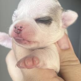 Chihuahua and French Bulldog Puppies from Sasha’s Elite Kennel LLC