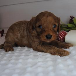 Redd - Red male Cavapoo puppy in Mountain Grove, Missouri from Dogwood & Sassafras Companions