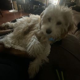 Cavapoo All Grown Up from Molly’s Babies
