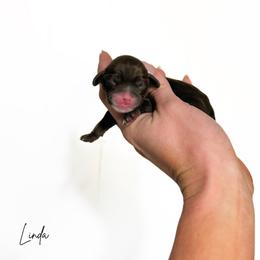 Linda - Chocolate female Cavapoo puppy in Wamego, Kansas from Doodles of Oz