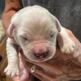Levi - Light golden male Golden Retriever puppy in Ennis, Texas from Amberidge Golden Retrievers