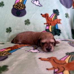 Miss Red Collar - Cream female Dachshund puppy in Willow Springs, Missouri from Krazy Acre Farm
