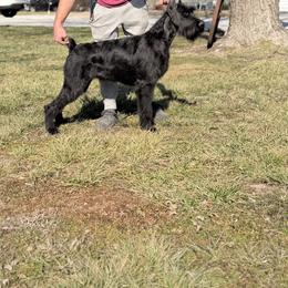 Alibi - Giant Schnauzer