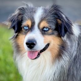 Rip - Miniature Australian Shepherd