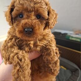 Hank - Red  male Poodle puppy in Pottersville, Missouri from Christina Miller's Poodles