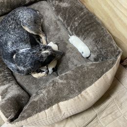 Australian Cattle Dog Puppies from Kentucky bluegrass blue healer