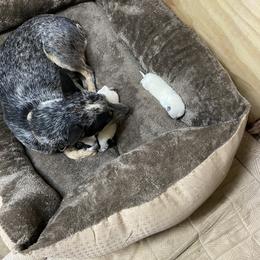 Australian Cattle Dog Puppies from Kentucky bluegrass blue healer