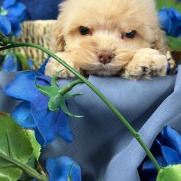 BB buff boy 3 - Golden male Cockapoo puppy in Haines City, Florida from Camic Cockapoos