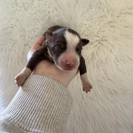 Ember - Red tri-color female Australian Shepherd puppy in Cushing, Oklahoma from Midwest Aussies