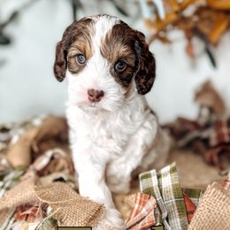 Teak - Chocolate male Australian Labradoodle puppy in Decatur, Alabama from Southern Meadows Doodles
