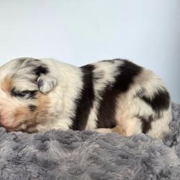 Hammish - Blue merle male Australian Shepherd puppy in Jameson, Missouri from Sky Creek