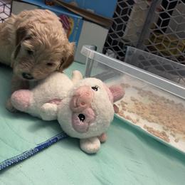 Goldendoodle Puppies from Dani’s Doodles