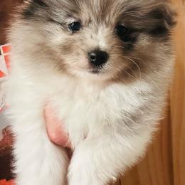Chowder - Blue merle male Pomeranian puppy in Buck Valley, Pennsylvania from Buck Valley Pomeranians
