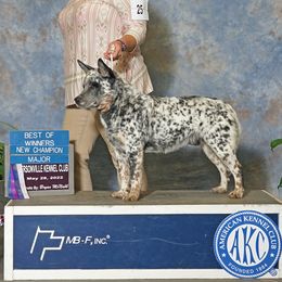 Grayson - Australian Cattle Dog