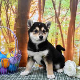 Girl 2 - female Shiba Inu puppy in Arcola, Illinois from Highline Puppies