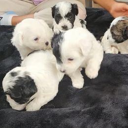 Havanese Puppies from Marcia Hamlet