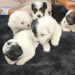 Havanese Puppies from Marcia Hamlet