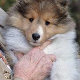 Shetland Sheepdog Puppies from Solange Shelties