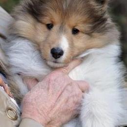 Shetland Sheepdog Puppies from Solange Shelties