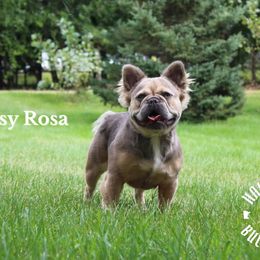 GYPSY - French Bulldog