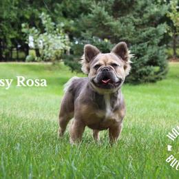 GYPSY - French Bulldog